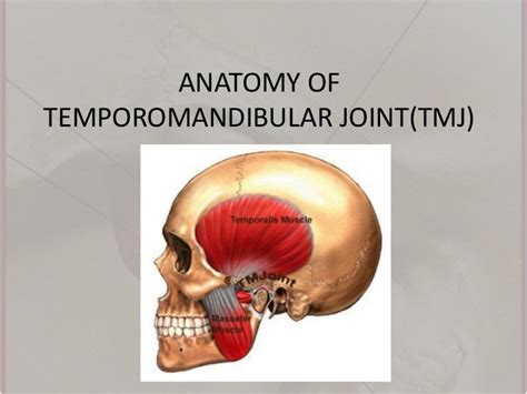 Anatomy Of Temporomandibular Jointtmj