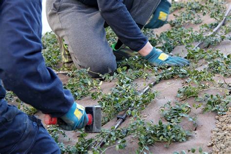 Impianto Di Irrigazione Mestre Via Ca Marcello E Gardening