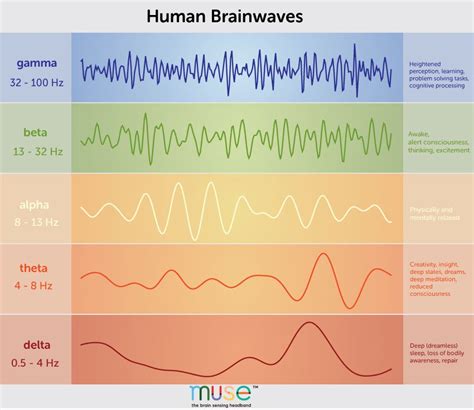 Ondas Cerebrales Theta Qu Son Y Para Qu Sirven