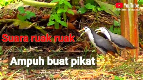 Suara Pikat Ruak Ruak Jamin Ampuh Satu Pasang Langsung Keluar YouTube