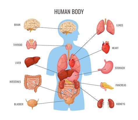 Innere Organe Des Menschlichen K Rpers Inneres Organ Flaches Poster