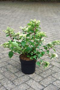 Hortensia Vipp Wim s Red 3 liters kruka 25 30 cm hög Roséns Blommor