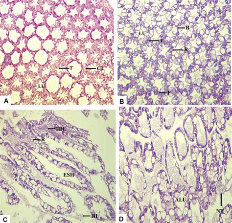 Photomicrographs Of Shrimp Hepatopancreas Fed With And Without B Download Scientific Diagram