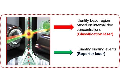 Multiplex Immunoassays Powered By Luminex Xmap Technology Bio Rad