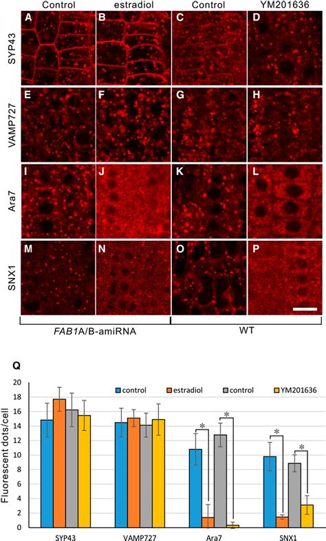 Figure From Phosphatidylinositol Phosphate Kinase Fab Pikfyve