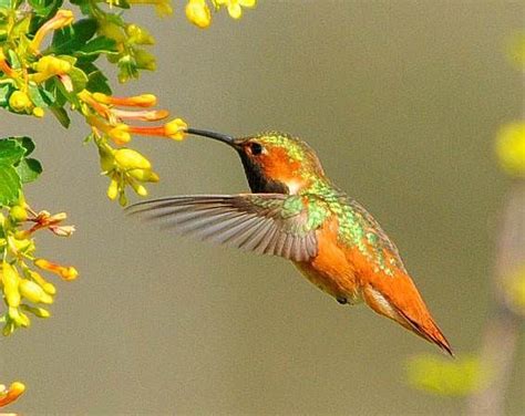 Pretty Birds Love Birds Beautiful Birds Animals Beautiful Nature