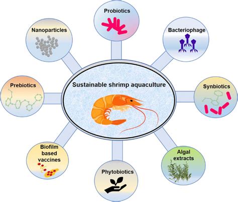 Shrimp Disease Management For Sustainable Aquaculture Innovations From