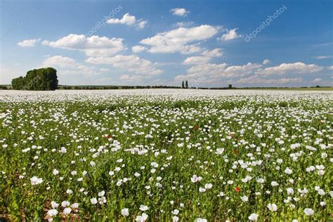 campo de amapola de opio con flores en latín papaver somniferum y