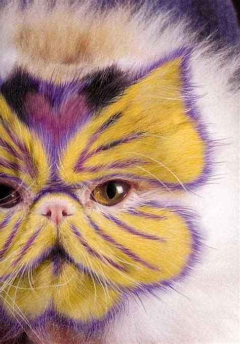 Wallpaper Zone Beautiful Colourful Painted Cats Photos And Pictures