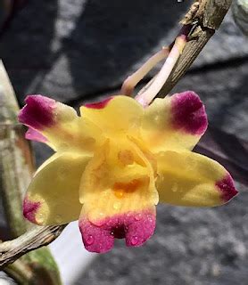 Dendrobium Sanguinolentum