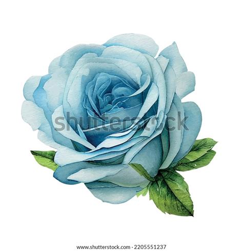 Watercolor Blue Rose Realistic Drawing Isolated Stock Vector (Royalty ...