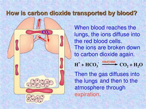 PPT Transport Of Carbon Dioxide PowerPoint Presentation Free