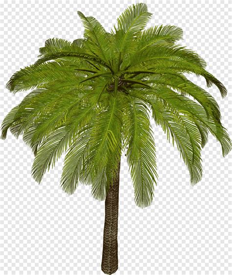 Arecaceae Asian palmyra ตนปาลมใบพช ตนปาลม ปาลม arecales png