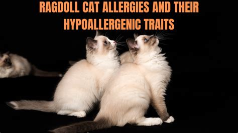 Understanding Ragdoll Cat Allergies And Their Hypoallergenic Traits