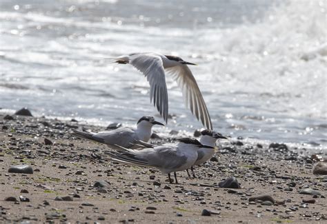 Sandwich Terns Mal Walker Flickr