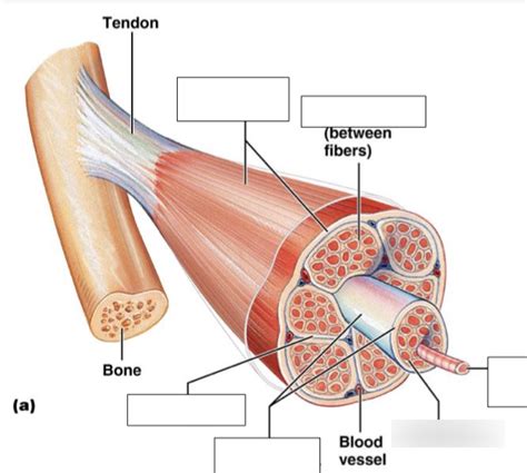 Diagram Of Gross Anatomy Of Skeletal Muscle Quizlet