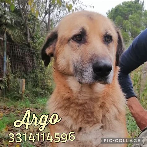 Argo Dagli Occhi Pieni Di Tristezza Cane A Torino In Regalo