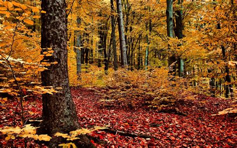 Fondos De Pantalla Luz De Sol Rboles Paisaje Bosque Oto O Hojas