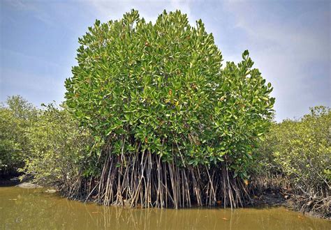 The strange effect of the Moon on mangrove forests - The Hindu