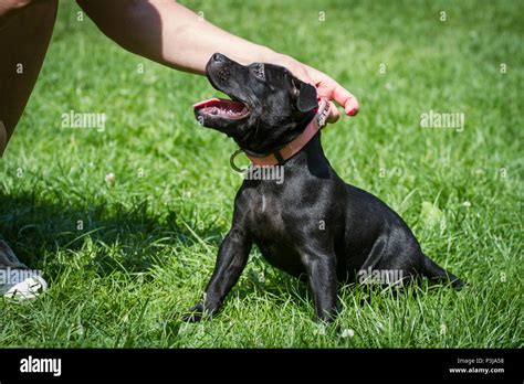 Sitting Staffy Hi Res Stock Photography And Images Alamy