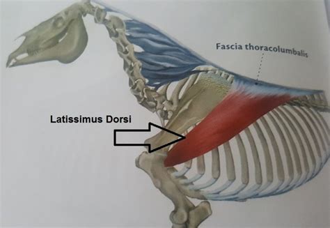 Muscle Monday Latissimus Dorsi Het Soepele Paard