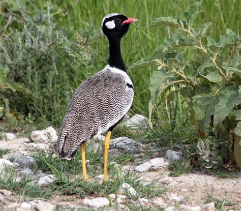 Otididae - Bustards Photo Gallery | Wildlife Journal Junior