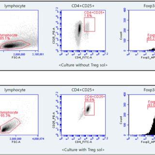 Flow Cytometry Of Cd Cd Foxp Treg Cells That Cultured After