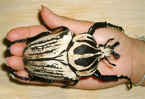 Worlds Most Amazing Things Goliath Beetle Worlds Largest Beetle On