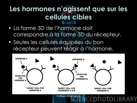 Le Syst Me Endocrinien Un Tr S Bref Aper U Ppt T L Charger