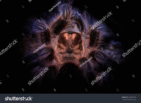 Vignetted Shiny Copper Red Rosea Tarantula Stock Photo 266859404