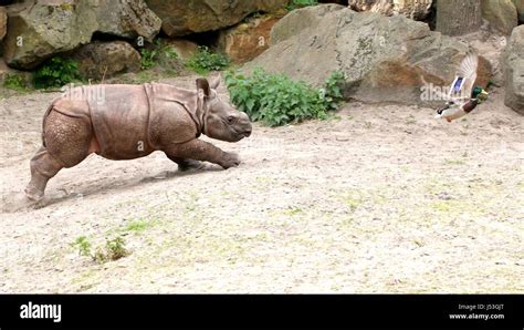 Boisterous Baby Greater One Horned Indian Rhinoceros Rhinoceros