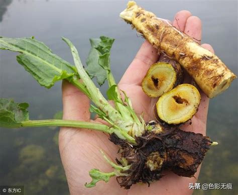 俗稱「野菠菜」，春天葉子當野菜吃，秋季根挖出來當藥材 每日頭條