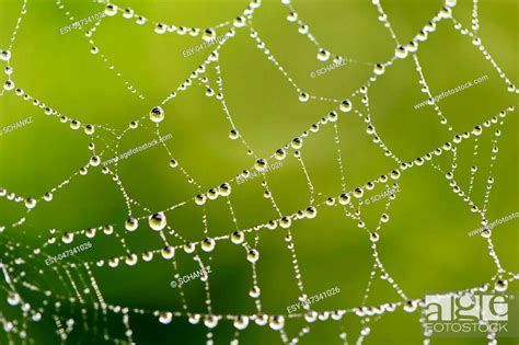 Water Droplets On A Spider Web In Nature Stock Photo Picture And Low