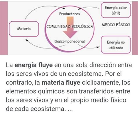 Como fluye la materia y la energía Brainly lat