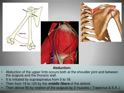 Ppt Functional Anatomy Of Shoulder Joint Powerpoint Presentation