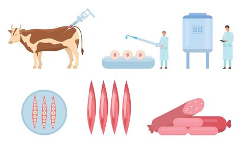 Flat Artificial Cultured Beef Meat Production Process Cow Biopsy