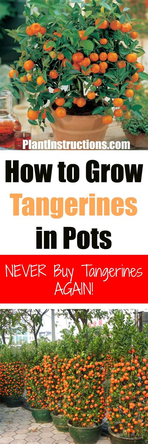 How To Grow Tangerines In Pots Plant Instructions