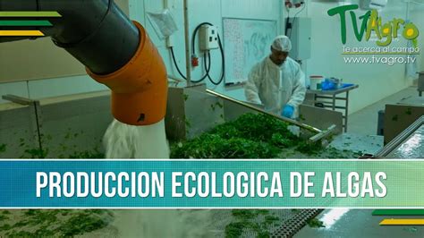 Que Es La Produccion Ecologica De Algas Tvagro Por Juan Gonzalo Angel