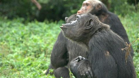 Kalinzu Forest Chimpanzee Trekking Tulambule Uganda Safaris