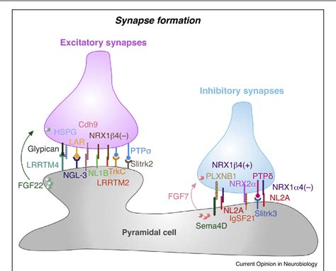 Figure From Molecular Diversity Underlying Cortical Excitatory And