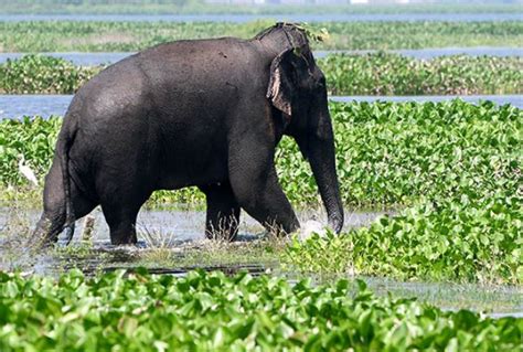 Elephant Conservation Networks Formed To Reduce Man Elephant Conflict