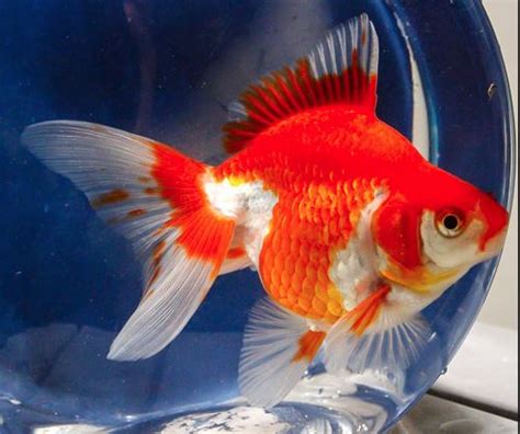 Ryukin Goldfish | Fancy Goldfish | Rare Goldfish | DiscusGuy