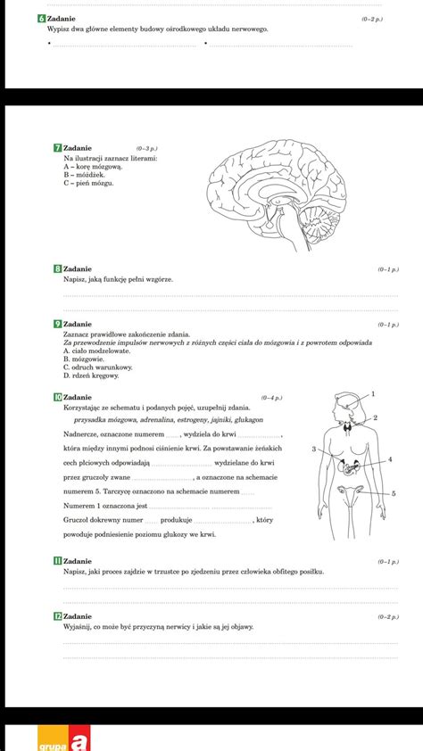 Sprawdzian Biologia Klasa 7 Regulacja Nerwowo Hormonalna Nowa Era