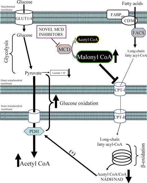 Figure 2 From The Malonyl CoA Axis As A Potential Target For Treating