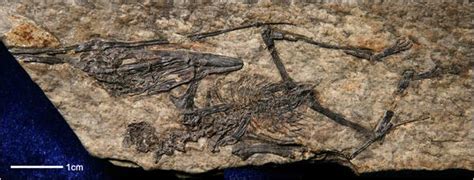 Pterosaur Flying Reptiles Fossil Discovery China The New York Times