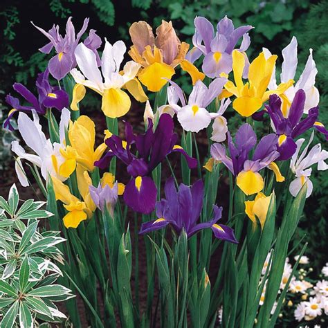 Buy Summer Flowering Bulbs J Parker Dutch Bulbs