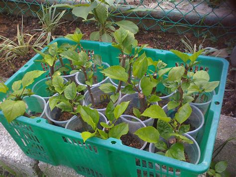 Gardening Dream Inspire: Hibiscus Propagation Update