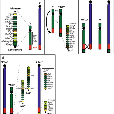 Origin Of Sxr Variants A Wild Type Xy B Duplication And Download Scientific Diagram