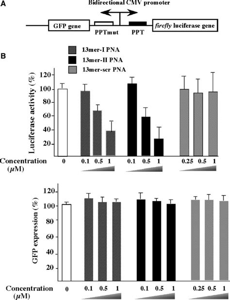 A Cmv Ppthela Cell Lines Contain Bi Directional Cmv Promoter That