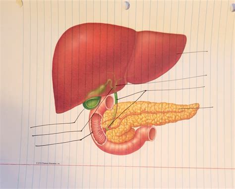 Ch 23 Liver Gallbladder Pancreas Duodenum Diagram Quizlet